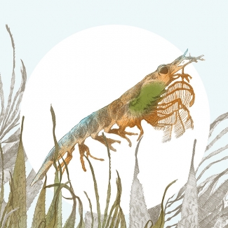 Illustrating the life-giving role  of the tiny krill